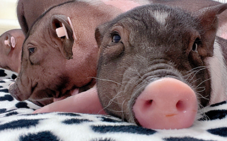 小香猪乱拉屎吗？主人训练很重要！