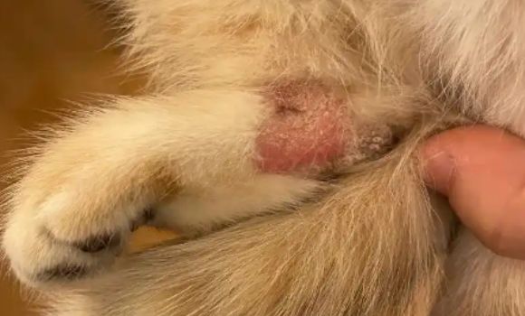 猫藓会不会传染到人身上 猫藓会不会传染到人身上