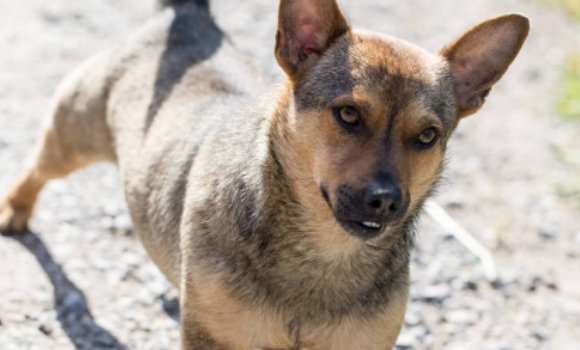 狗肠胃炎的症状有哪些表现