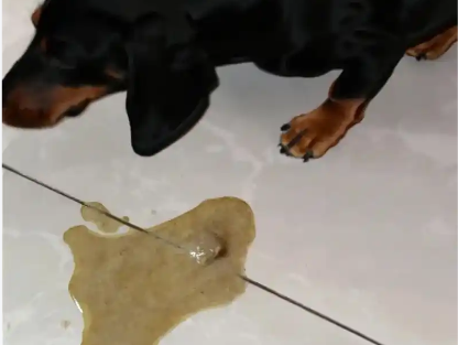 狗狗呕吐持续一年左右怎么办？