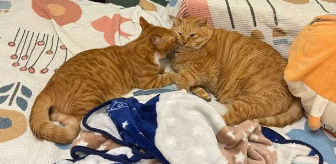 18斤胖橘挠不到痒，原因是肚子太大，主人无奈启动减肥计划