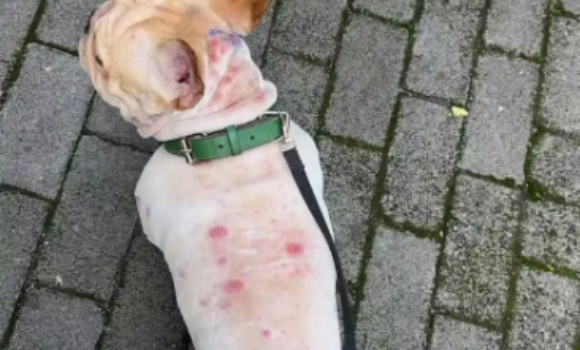 狗湿疹会传染人吗