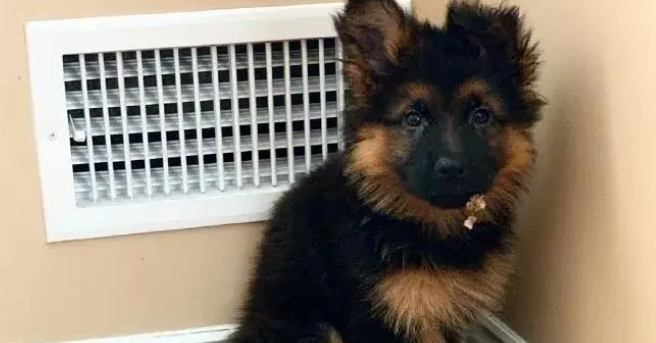 一只德牧宝宝的照片走红，网友惊呼：这就是我的心上狗