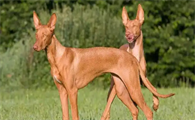 法老王猎犬聪明吗?从这些细节看它的高智商!