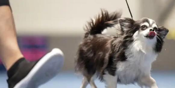 2025宠物药市场：拟人化新纪元下的机遇与深层变革