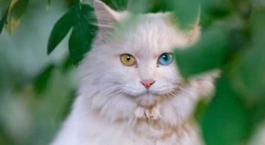 山东狮子猫年龄换算指南：读懂它的“人生阶段”