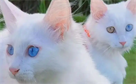 山东狮子猫年龄换算指南：读懂它的“人生阶段”