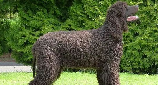 爱尔兰水猎犬毛色不好怎么办？可以来看看！