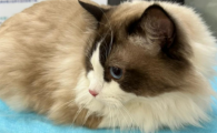 猫咪膀胱炎严重吗