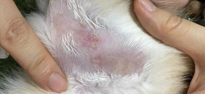 猫咪猫癣反复发作怎么治疗？