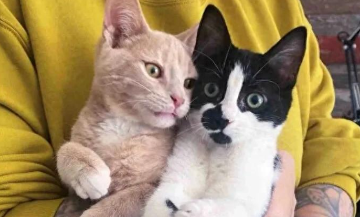 被抛弃的可怜小猫，靠着摇摇晃晃的步伐，逆袭成治愈天使