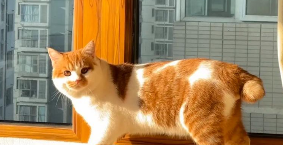 麒麟猫多少钱一只?祥瑞之猫的亲民定价与选购指南 麒麟猫多少钱一只?祥瑞之猫的亲民定价与选购指南