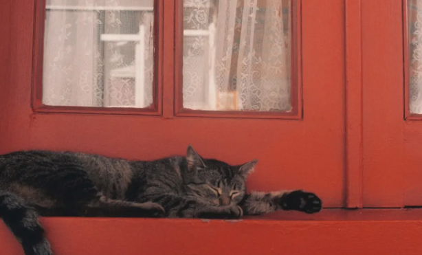 为什么说宠物即时零售是战略渠道，而不是渠道补充？