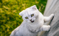 猫咪后腿不能行走是怎么回事