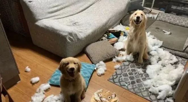 带回来只小金毛，就让大金毛教它规矩，结果…悔哭了