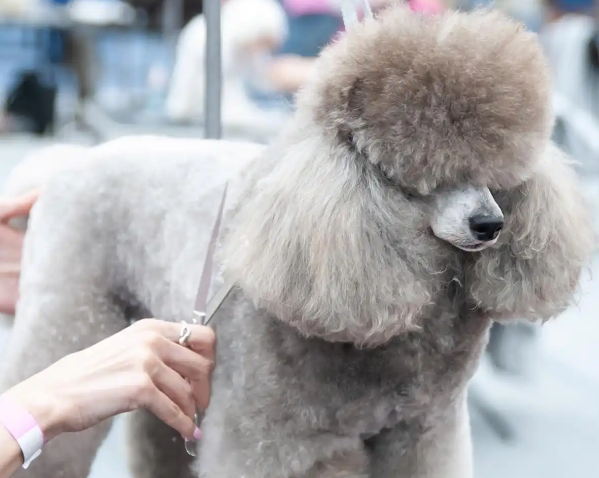巨贵犬最不值钱的颜色？别被炒作坑！