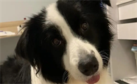 狗狗胰腺炎能自愈吗