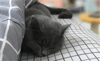猫咪食欲不振精神差怎么办