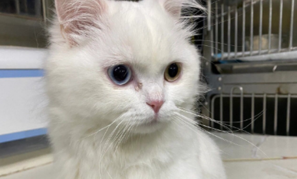 猫咪心丝虫病吃什么药
