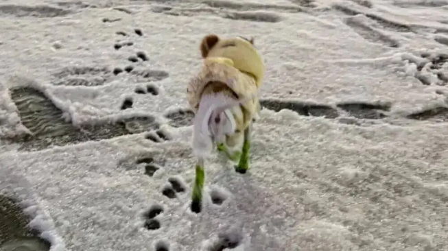 下雪天主人带吉娃娃出门尿尿,哈哈哈它的穿搭好像老婶子 下雪天主人带吉娃娃出门尿尿,哈哈哈它的穿搭好像老婶子