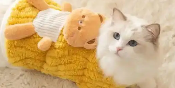 寒潮催生“它”经济,长沙宠物冬装搜索量暴增250% 寒潮催生“它”经济,长沙宠物冬装搜索量暴增250%