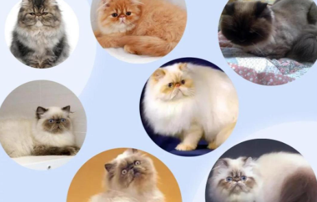 新手养猫指南:喜马拉雅猫的喂养与护理 新手养猫指南:喜马拉雅猫的喂养与护理