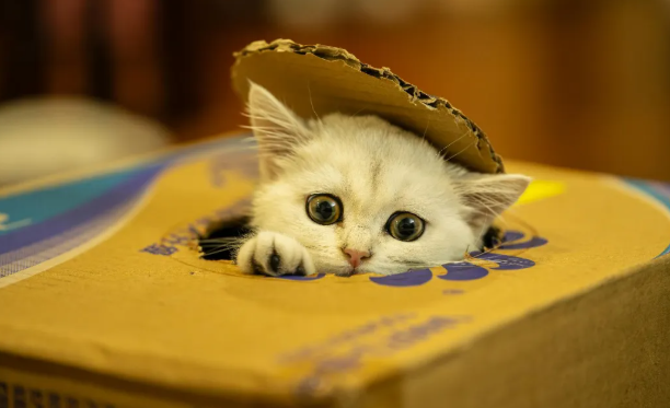 巨头之下的生存法则：中小宠物品牌如何规划2026年产品线？