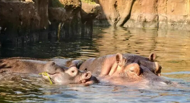 御寒也有“十八般武艺”！南宁动物园居民“花式过冬