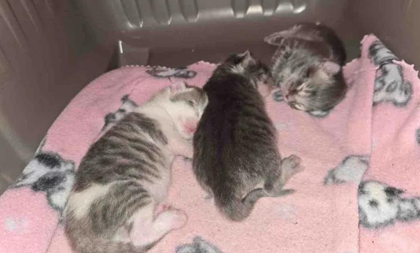 流浪猫妈闯入办公楼产子，爱心接力萌宝降临