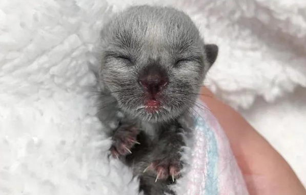 流浪小猫被遗弃街头，竟被猫妈妈收养，还收获了个暖心姐姐
