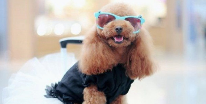 带着“宠物”去旅行?精细化养宠趋势催生旅游新业态