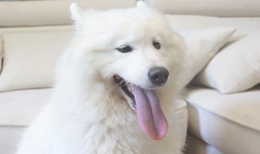 狗狗牙龈红肿出血,用什么牙膏? 狗狗牙龈红肿出血,用什么牙膏?