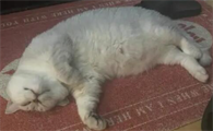 猫咪体重骤降，该做哪些检查？