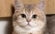 猫咪大肠杆菌致命吗