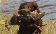 美国水猎犬：外貌似泰迪，却拥有超级强悍的猎犬能力