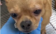 狗狂犬病发作几天死亡