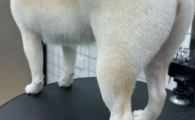 狗关节炎吃什么药