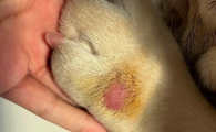 狗湿疹用红霉素还是碘伏