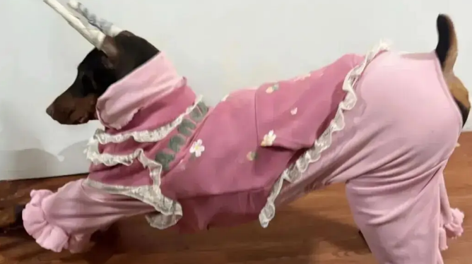 妹子用卫衣给杜宾犬改了件衣服,这个搭配……超绝啊 妹子用卫衣给杜宾犬改了件衣服,这个搭配……超绝啊