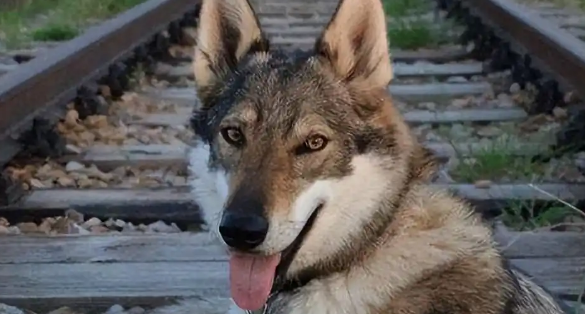 最不像狗的“捷克狼犬”，到底有什么魅力