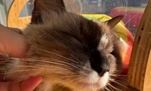 猫咪耳螨是什么原因引起的