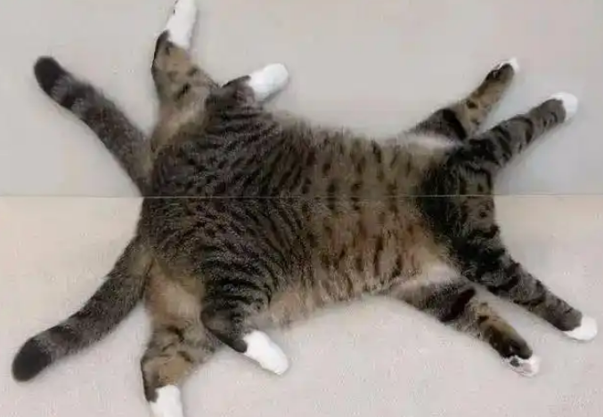 铲屎官:我家猫咪一夜之间长出“八条腿”,但头却不见了! 铲屎官:我家猫咪一夜之间长出“八条腿”,但头却不见了!
