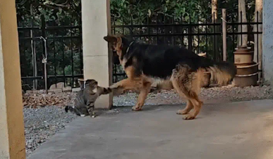 德牧和狸花猫互相扒拉对方。德牧：狸扒拉，你很有名啊