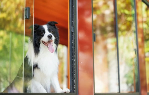 宠物科技新宠：AI项圈让你读懂爱犬情绪！