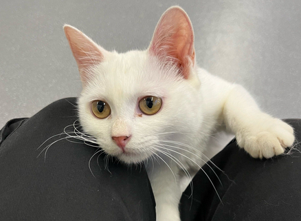 猫咪有泪痕打喷嚏是怎么回事 猫咪有泪痕打喷嚏是怎么回事