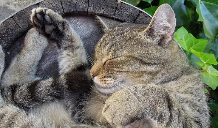 为什么说宠物医疗健康服务，要推开高端细分市场的“窄门”？