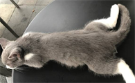猫咪后腿无力走路摇晃怎么办