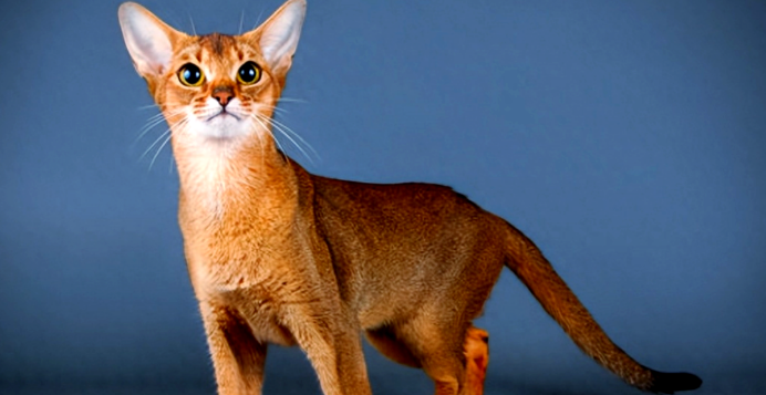 今日科普：埃及猫是不是国家保护动物？