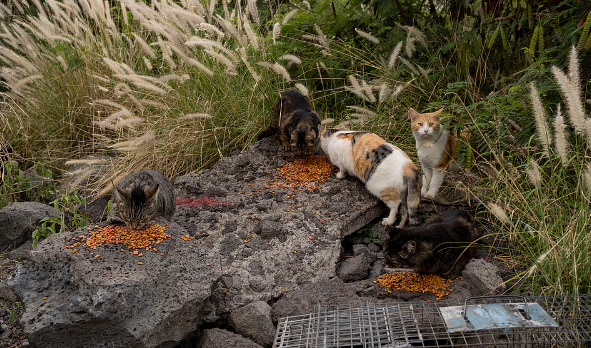 美媒：保护本土濒危物种，夏威夷大岛禁喂流浪猫