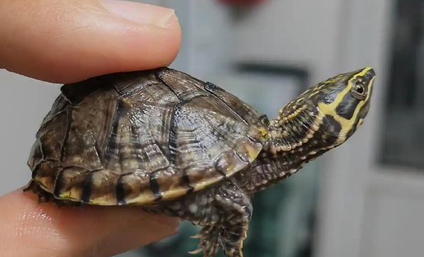 新手养龟不踩坑！这几种蛋龟，省心又好养